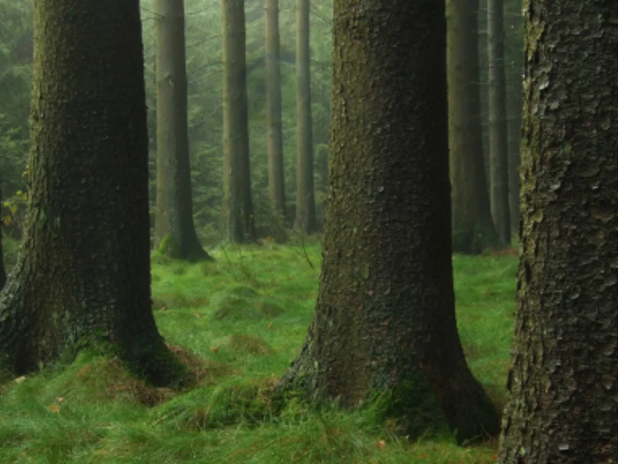 environmental_statement
